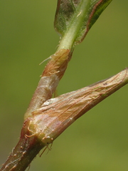 Persicaria dichotoma