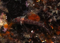 Helcogramma decurrens
