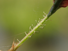 Persicaria dichotoma
