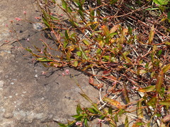 Persicaria dichotoma