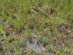 Persicaria dichotoma