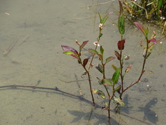 Persicaria dichotoma