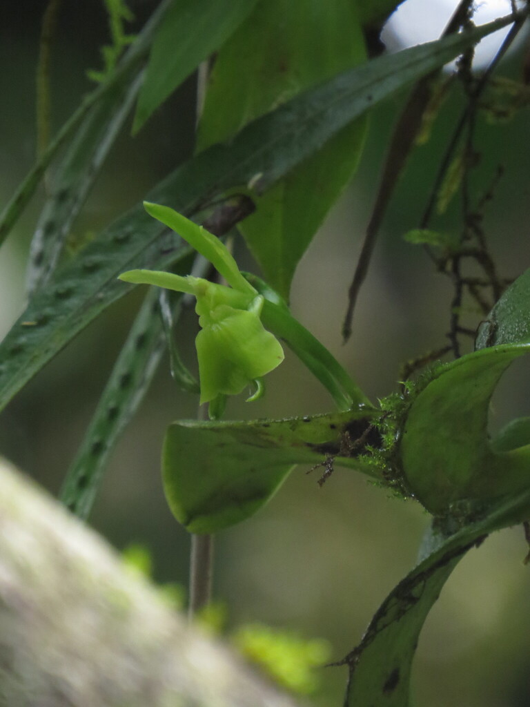 Epidendrum vulgoamparoanum Hágsater & L.Sánchez