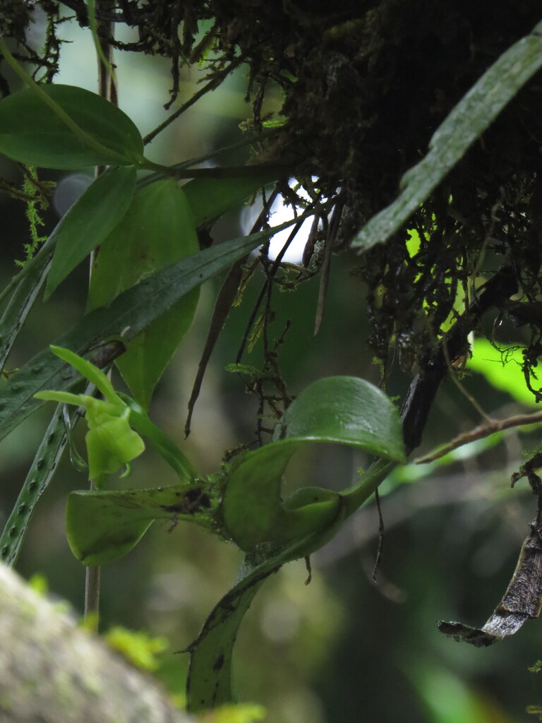Epidendrum vulgoamparoanum Hágsater & L.Sánchez 2