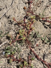 Lastarriaea coriacea