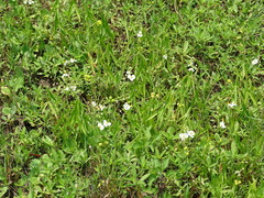 Sagittaria trifolia