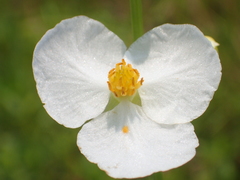 Sagittaria trifolia