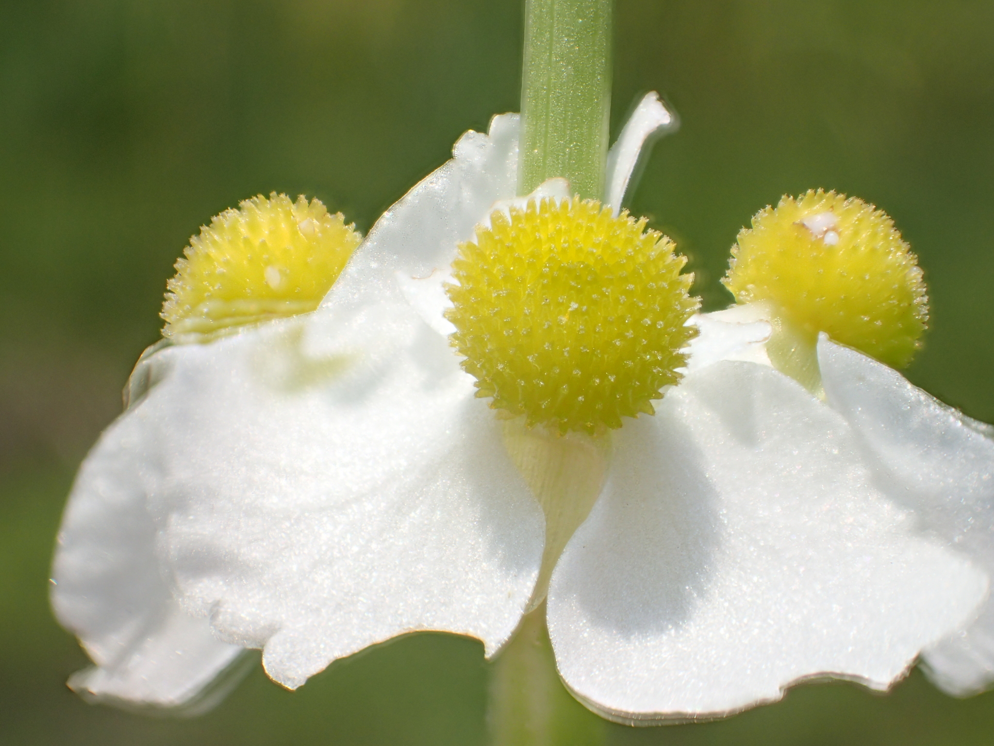 Sagittaria trifolia