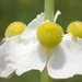 Sagittaria trifolia - Photo ללא זכויות יוצרים, הועלה על ידי 葉子