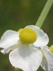 Sagittaria trifolia
