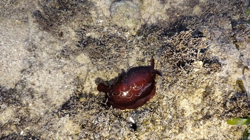 Pleurobranchus forskalii