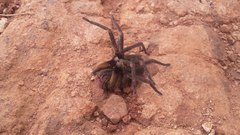 Phoneutria nigriventer