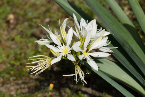 Pancratium illyricum, photograph 5