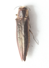 Agrilus ferrisi