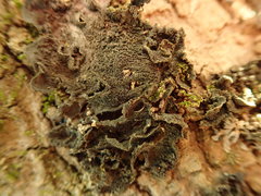 Leptogium coralloideum