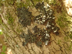 Leptogium coralloideum