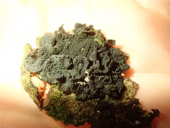 Leptogium coralloideum