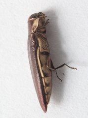 Agrilus ferrisi