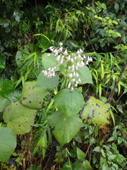 Peteravenia schultzii