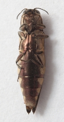 Agrilus ferrisi