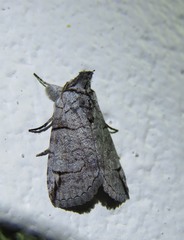 Prorocopis