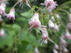 Peteravenia schultzii