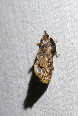 Cryptaspasma