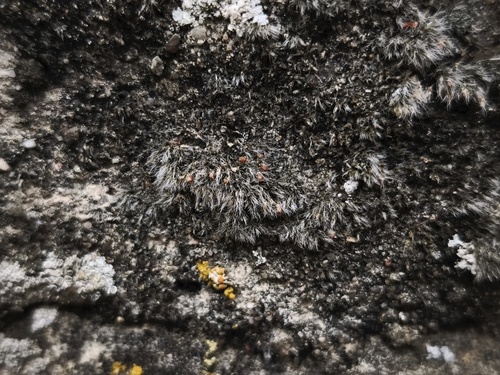 Grimmia crinita, 2026-05-03