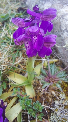 green-winged orchid