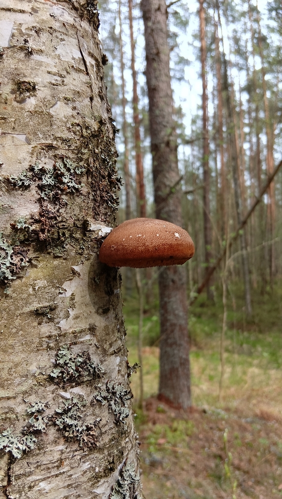 Fomitopsis betulina · May 2026 · photo: © tanya_iv (iNaturalist, cc-by)