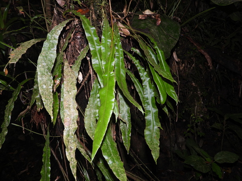 Elaphoglossum apodum, 2026-04-16