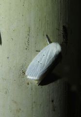 Cryptophasa byssinopis