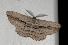 Scioglyptis loxographa