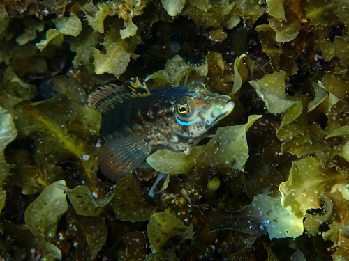 Parapercis haackei