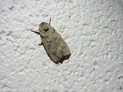 Cryptophasa alphitodes