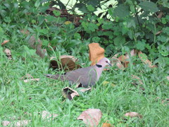 Streptopelia decipiens