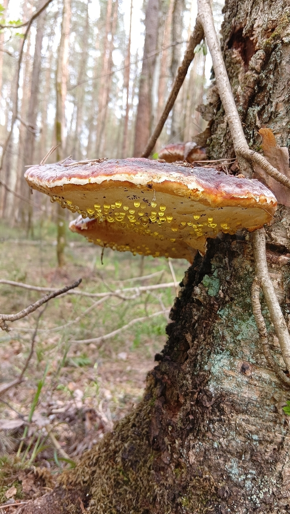 Fomitopsis pinicola · May 2026 · photo: © tanya_iv (iNaturalist, cc-by)