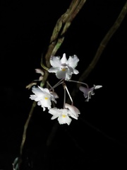 Dendrobium mutabile