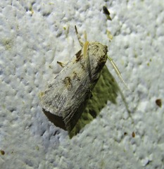 Cryptophasa nephrosema