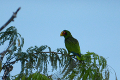 Amazona xantholora
