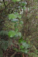 Rubus wallichianus