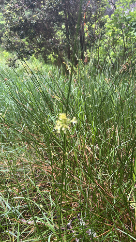 Juncus effusus observed 2026-04-27