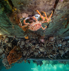 Leptomithrax gaimardii