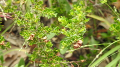 Dodonaea triangularis