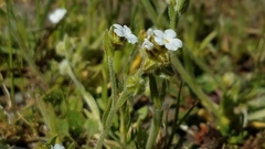 Plagiobothrys canescens canescens