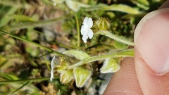 Plagiobothrys canescens canescens