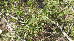 Dodonaea triangularis