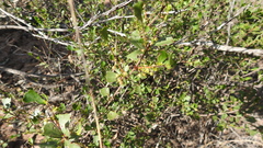 Dodonaea triangularis