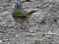 Arremonops chloronotus