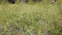 Cyperus fulvus